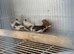 3 pairs of beautiful zebra finches