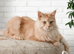 Adult and you do Mainecoon's