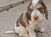 Kc show cocker spaniel