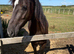 3 1/2 year old Welsh C mare