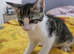 6 gorgeous kittens