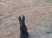 Black German Shepherd Pup
