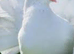 White fantail