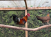 Red jungle fowl