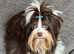 Tiny Biro Yorkshire Terrier Boy for STUD