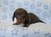 Gorgeous true mini dachshund boys