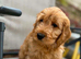 Stunning female cockapoo
