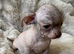Chihuahua Cross Chinese Crested Male Pup