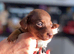 Beautiful tweener Dutchhound puppies