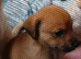 Mixed breed