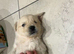 Golden retriever puppies