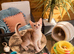 Champion BL Cinnamon Silver Abyssinian Female Available