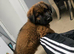 Caucasian shepherd