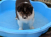 Australian Shepherd Puppies