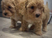 Beautiful litter of Maltipoos