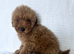 F1bb cockapoo puppies ready to leave
