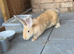 Lovely young female continental giant rabbit
