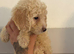 Cockapoo puppies