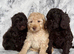 f1b cockapoos