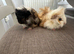 2 Lovely pretty female baby guide pigs.