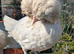 POL Polish Bantam Pullets