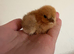 Day old silkie chicks for sale