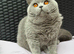British Shorthair Blue Stud Service - GCCF & TICA Registered