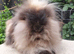 Double maned lionlop doe
