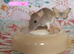 Beautiful mixed gender baby rats