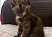 2 kittens available