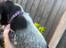 Stunning Blue Roan & Traditional Black/White Sprocker Puppies