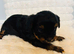 Beautiful Yorkshire Terrier Puppies for Sale – IHR