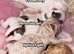 Maltipoo F1B puppies ready Dec 17th