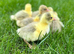 Day old female goslings