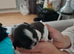 7 Beautiful Shih Tzu Puppies