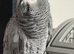 African Grey with Cage | Very Talkative