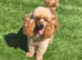 Red/Apricot Toy Poodle