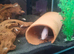 CICHLIDS BABIES