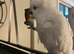 Cockatoo