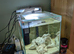 Clown loaches and tetra and Siamese fighter with tank