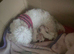 Adorable Puppies Available – 4 Boys & 1 Girl