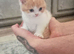 Red Bi-Colour British Shorthair Boy Left