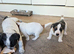 Jack Russell puppies