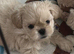 Five Beautiful White & Lavender Imperial / Tea- Cup Shih Tzu’s