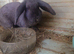 Giant french lops