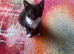 Cheeky kittens
