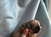 Pedigree French bulldog puppies.