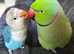Hand tame love bird