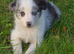 Beautiful border collie pups for sale
