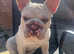 Teddy Big Rope French Bulldog Frenchie Stud!!!